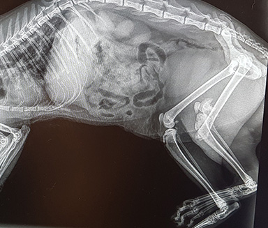 ambulatorio veterinario a siracusa