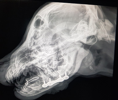 ambulatorio veterinario a siracusa