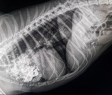ambulatorio veterinario a siracusa