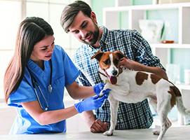 veterinario a domicilio a siracusa
